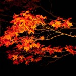 京都の紅葉をライトアップで見れる時期は？おすすめをランキングで！