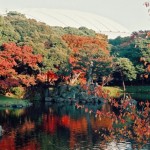 奈良公園の紅葉スポットのおすすめコース！ライトアップや混雑の情報！
