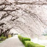 お花見の名所 関東圏内でおすすめは？東京や神奈川でのおすすめも！