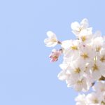 岡崎公園のお花見で屋台の場所や時間はいつから？夜桜の時間も営業している？