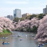 千鳥ヶ淵の桜はボートで見るのがおすすめ！混雑具合は？
