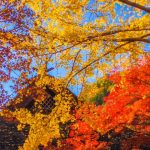 香嵐渓の紅葉の見ごろは？ライトアップやピーク時期！